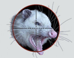 most-power-opossum-hunting-air-guns