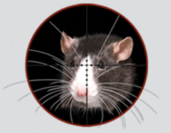most-power-rat-hunting-air-guns